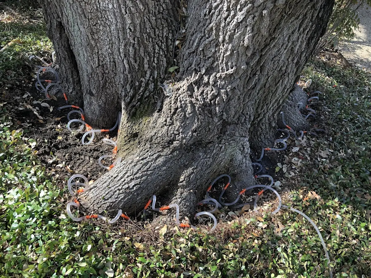 Detailed Tree Cabling and Bracing job site in Keyser