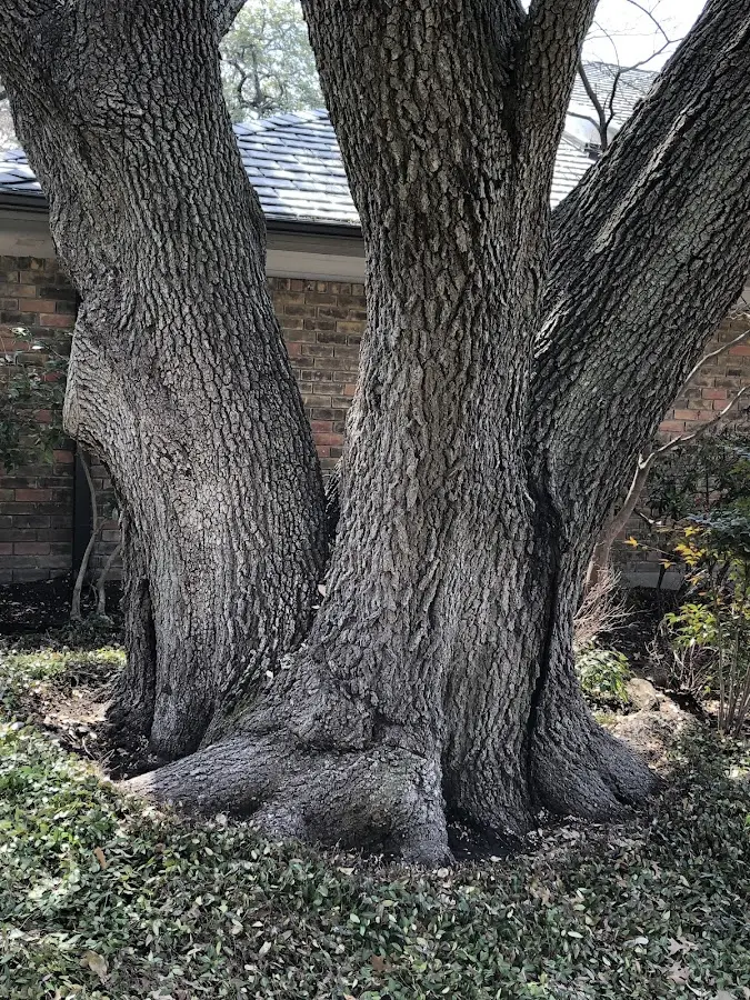 Mature heritage tree close to a Keyser property cared for by certified arborists